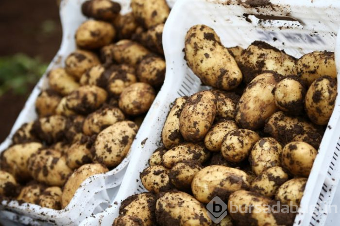 Patates hasadı başladı
