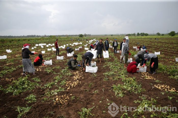 Patates hasadı başladı
