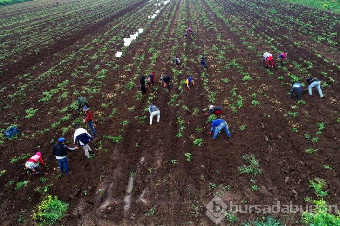 Patates hasadı başladı
