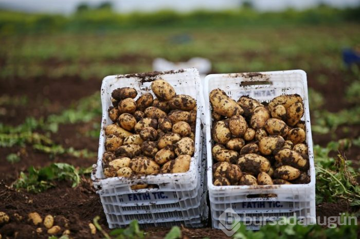 Patates hasadı başladı
