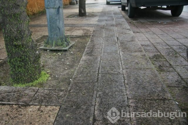 Ağaçları ve kaldırımı kurtlar bastı, mahalle ikiye bölündü!

