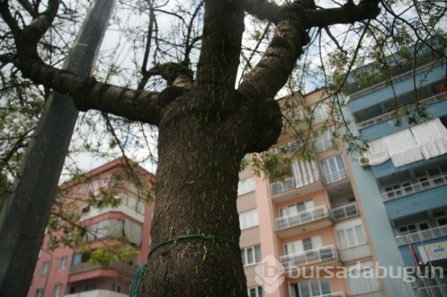 Ağaçları ve kaldırımı kurtlar bastı, mahalle ikiye bölündü!
