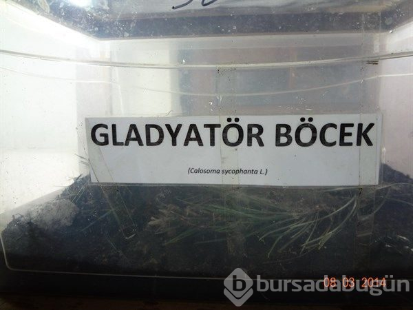 10 bin böcek İstanbul'a salınacak!
