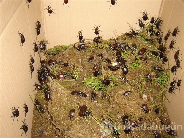 10 bin böcek İstanbul'a salınacak!
