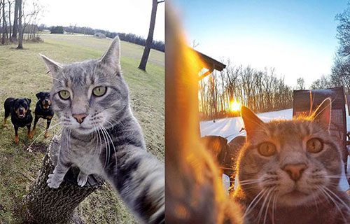 Selfie ustası 'Kedi Manny'
