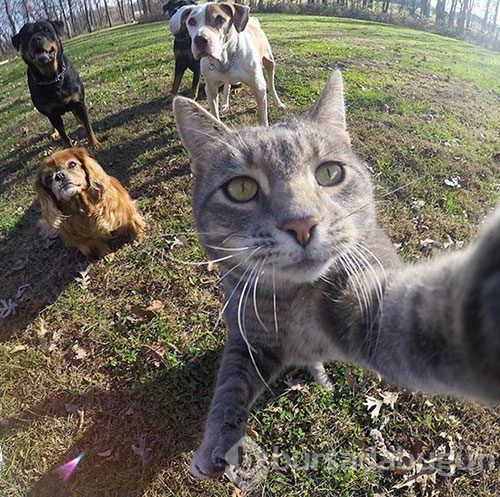 Selfie ustası 'Kedi Manny'
