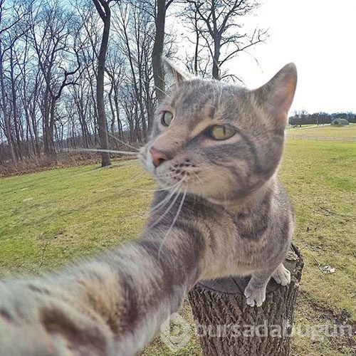 Selfie ustası 'Kedi Manny'
