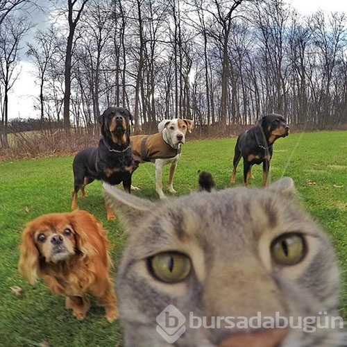 Selfie ustası 'Kedi Manny'
