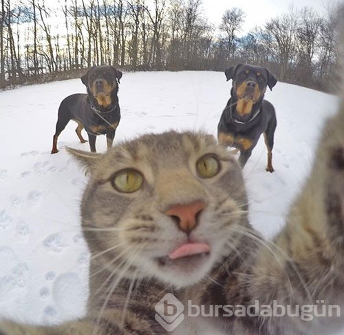 Selfie ustası 'Kedi Manny'
