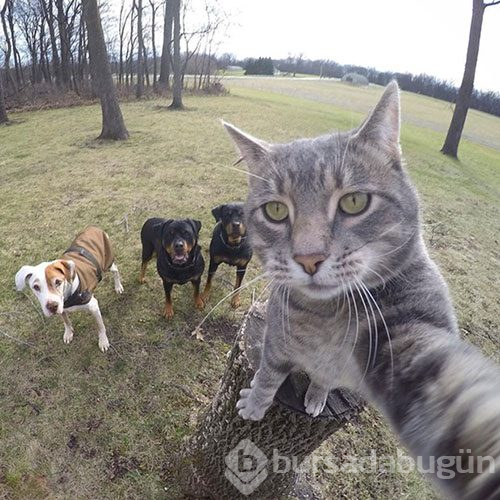 Selfie ustası 'Kedi Manny'
