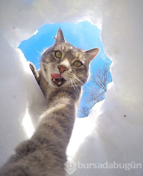 Selfie ustası 'Kedi Manny'
