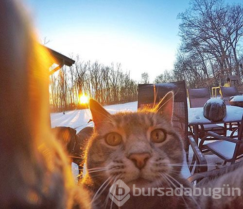 Selfie ustası 'Kedi Manny'
