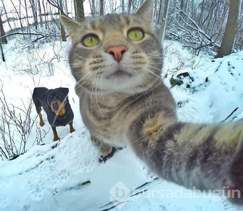 Selfie ustası 'Kedi Manny'
