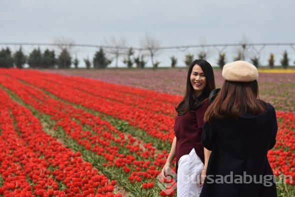 Konya'daki lale tarlasına turistler akın etti
