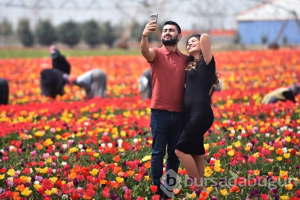 Konya'daki lale tarlasına turistler akın etti
