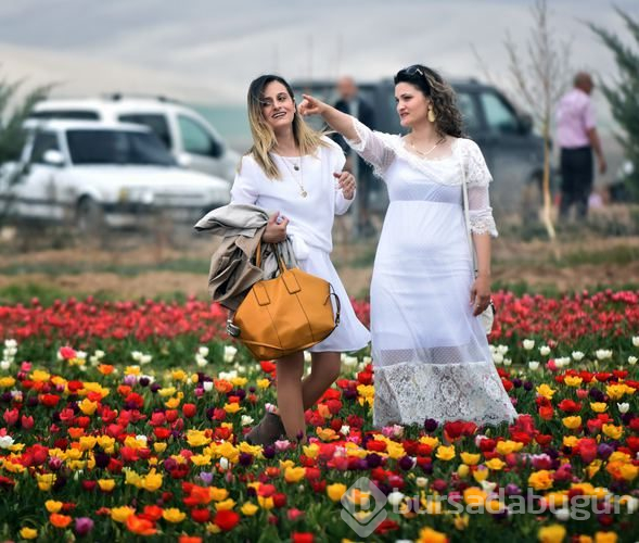 Konya'daki lale tarlasına turistler akın etti
