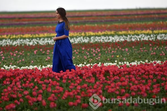 Konya'daki lale tarlasına turistler akın etti
