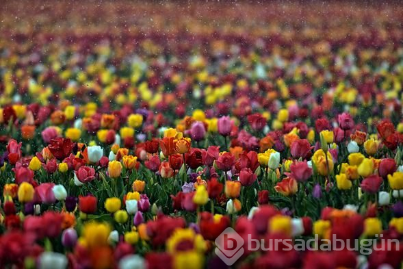 Konya'daki lale tarlasına turistler akın etti
