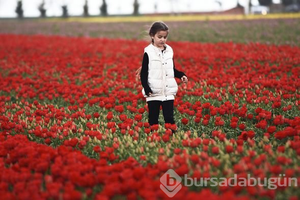 Konya'daki lale tarlasına turistler akın etti
