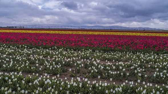Konya'daki lale tarlasına turistler akın etti
