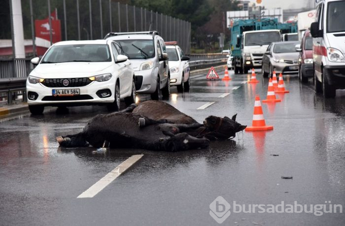 Kazada yaralanan atların yürek burkan görüntüsü
