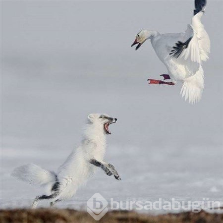 2017'nin ödüllü fotoğrafları
