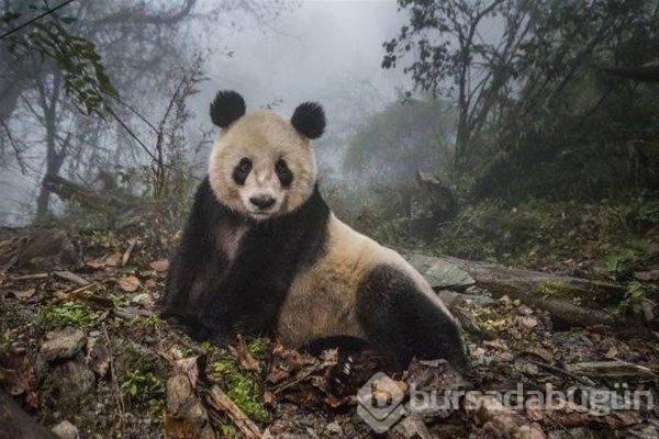 2017'nin ödüllü fotoğrafları
