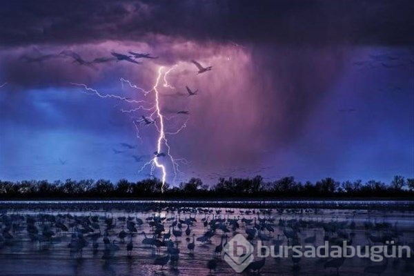 2017'nin ödüllü fotoğrafları
