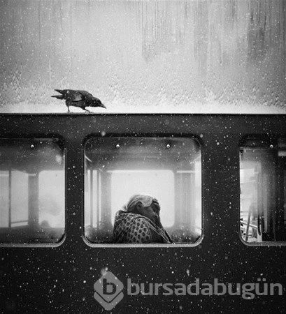 2017'nin ödüllü fotoğrafları
