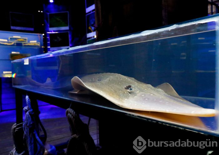 60 milyon yıldır varlığını sürdüren balığın nesli tehdit altında