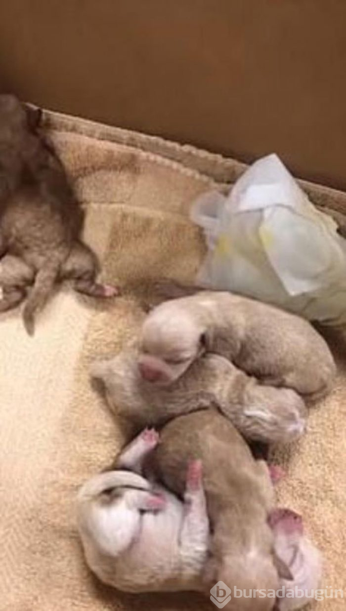 İnsanlık dışı olay: Köpek yavrulaını canlı canlı çöpe attı!
