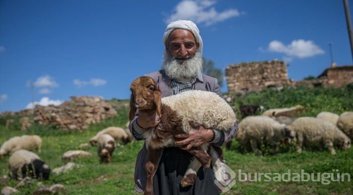 5 bin lira aylığa çoban bulamıyorlar

