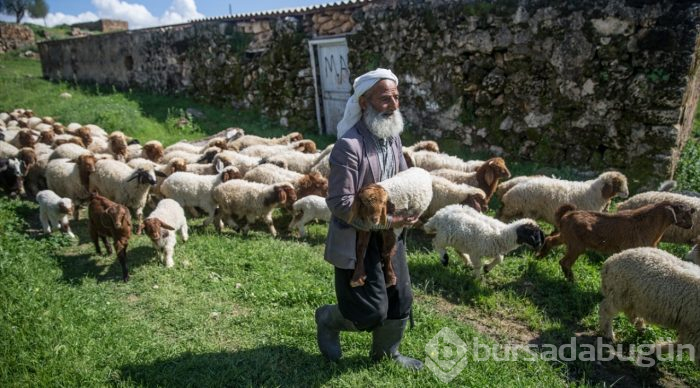 5 bin lira aylığa çoban bulamıyorlar
