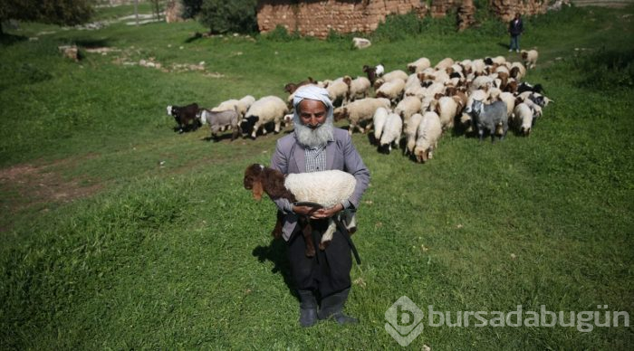 5 bin lira aylığa çoban bulamıyorlar
