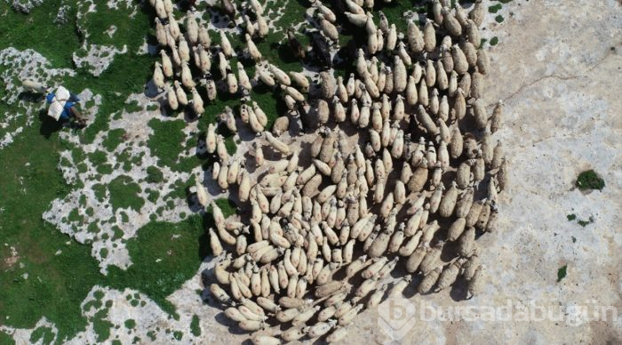 5 bin lira aylığa çoban bulamıyorlar
