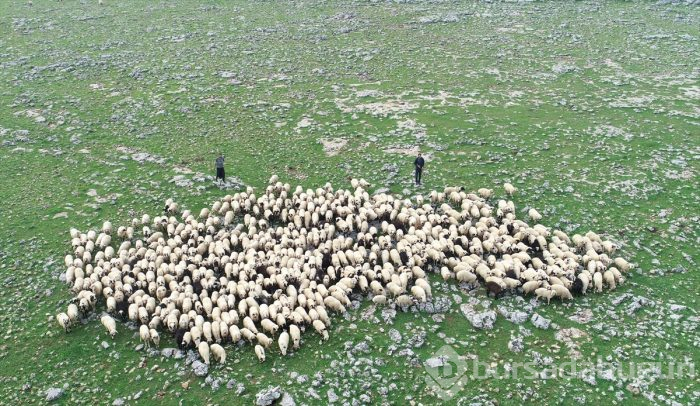5 bin lira aylığa çoban bulamıyorlar

