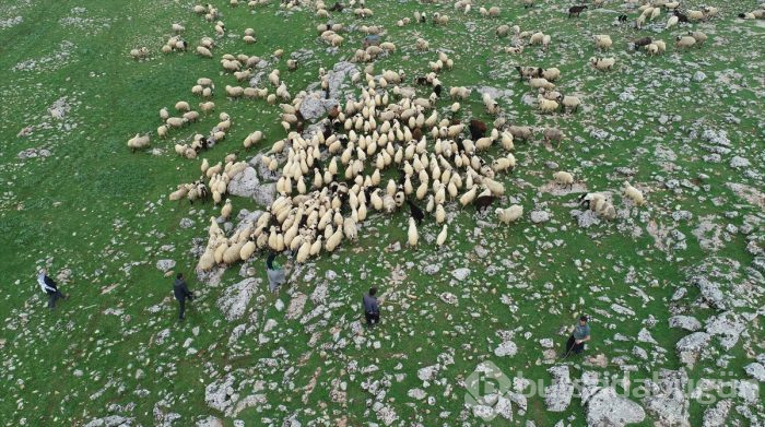 5 bin lira aylığa çoban bulamıyorlar
