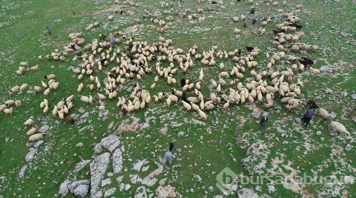 5 bin lira aylığa çoban bulamıyorlar
