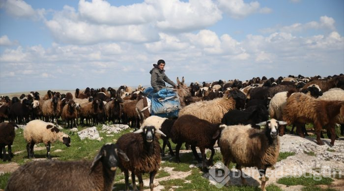 5 bin lira aylığa çoban bulamıyorlar

