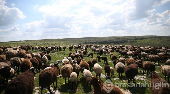 5 bin lira aylığa çoban bulamıyorlar
