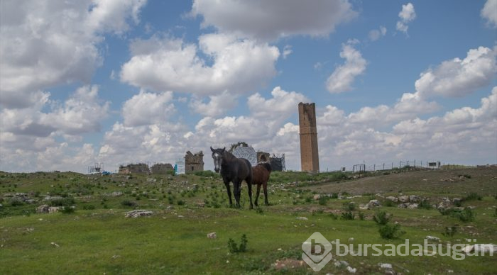 UNESCO adayı Harran'da turizm bereketi
