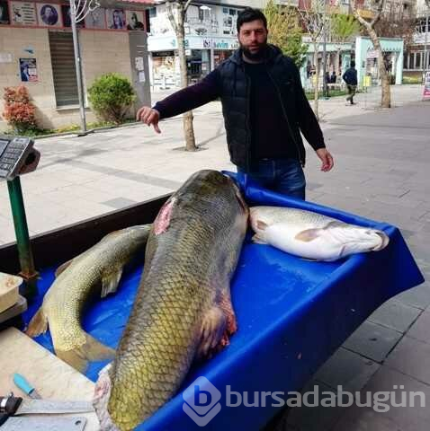 Çayda Yakalanan 120 Kilogramlık Balık Görenleri Şaşırttı
