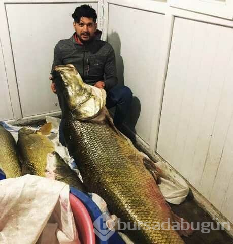 Çayda Yakalanan 120 Kilogramlık Balık Görenleri Şaşırttı