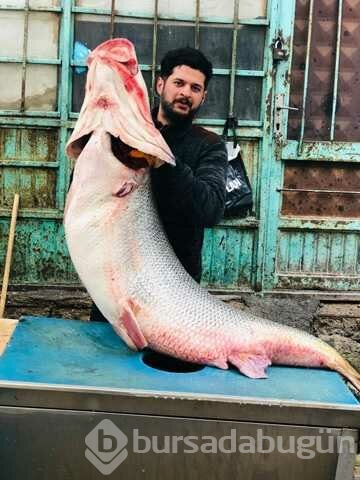 Çayda Yakalanan 120 Kilogramlık Balık Görenleri Şaşırttı