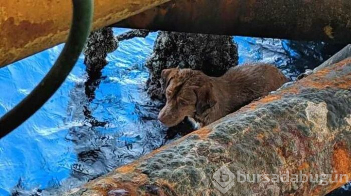 Tayland'da bir köpek kıyıdan 220 km açıkta kurtarıldı