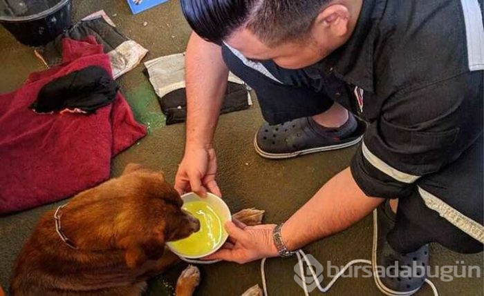 Tayland'da bir köpek kıyıdan 220 km açıkta kurtarıldı