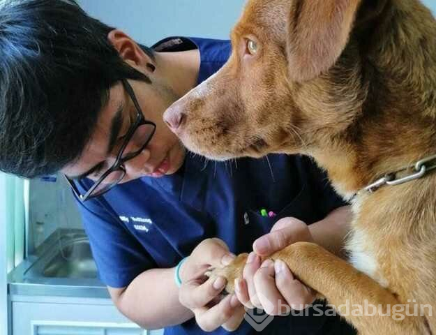 Tayland'da bir köpek kıyıdan 220 km açıkta kurtarıldı