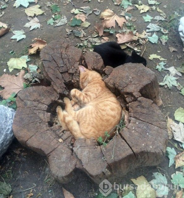 Kedilerin heryere rahatça sığabiliceğini kanıtlayan kareler...