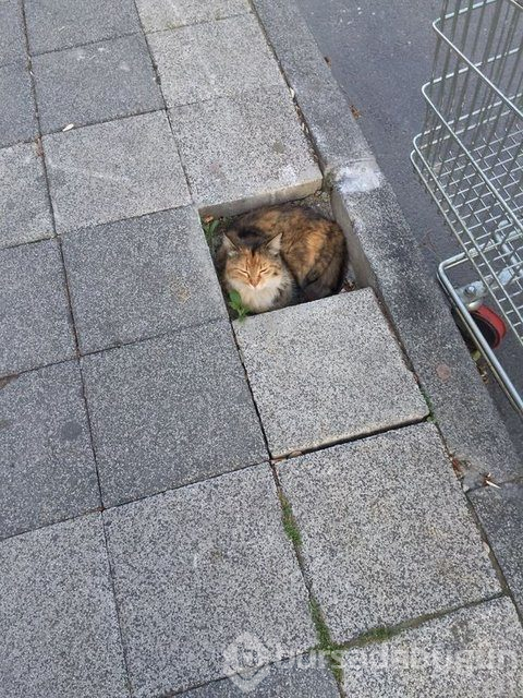 Kedilerin heryere rahatça sığabiliceğini kanıtlayan kareler...