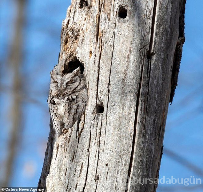 Ağaçta uyuyan mükemmel kamufle baykuşu görebiliyor musunuz?